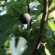 figues (4).gif Fig pickings